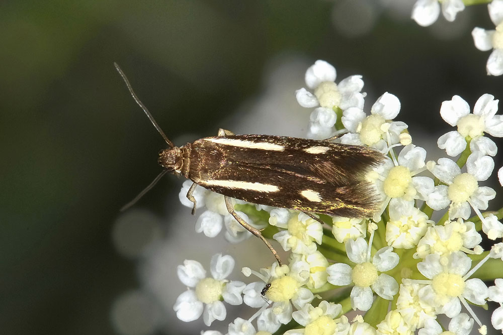 Scythris knochella